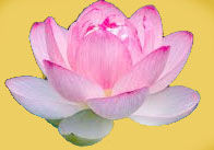 decorazione con fiore di loto